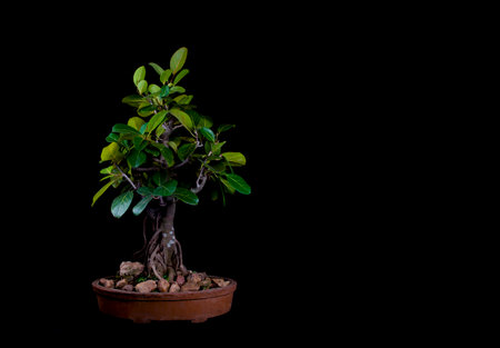 bonsai tree on a table