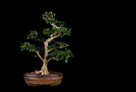 bonsai tree on a tableの写真素材