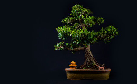 bonsai tree on a tableの写真素材