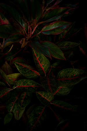 dark green leaves