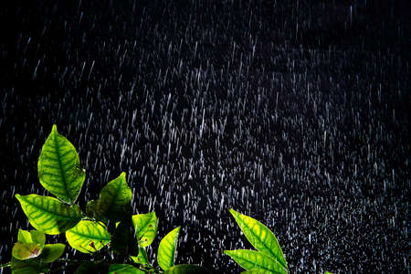 Water drops or rain on Fresh Green Leaves, rainy season