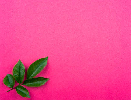 Green leaves on purple background, fresh green leafの写真素材
