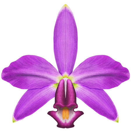 Realistic purple orchid Cattleya violacea isolated high detailedの写真素材