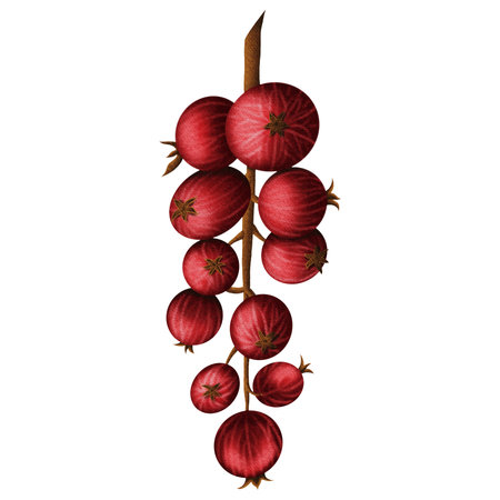Cute currant branch with red berries. Isolated on white backgroundの写真素材