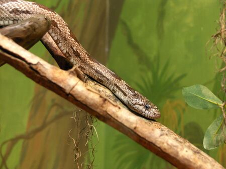 Snake on a limb at zoo