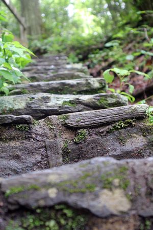 Stone steps leading upwards in the forestの写真素材