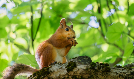 squirrel on branchの写真素材