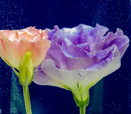 flowers under waterの写真素材