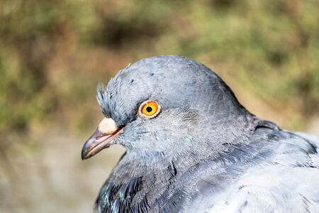 Dove with yellow eye's closeupの写真素材