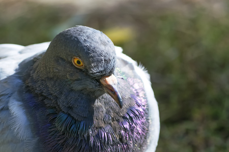 Dove with yellow eye's closeupの写真素材