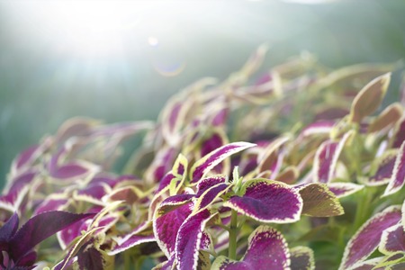 beautiful flower in the Sunlight.の写真素材