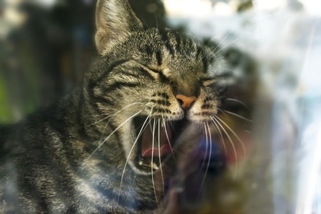 Cat behind glass in the window.の写真素材