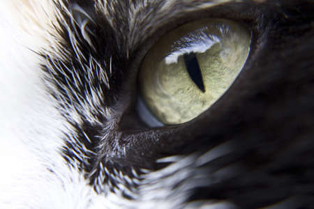 Cat s Eye Close Up