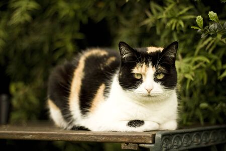 Moody cat sat on table