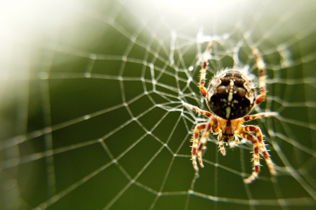 Macro Close Up of Garden Spider