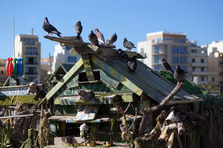 Pigeons on the roof of Duck Village in Manoel Island, Maltaの写真素材