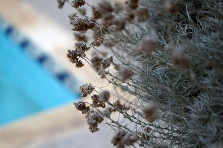 Dried flowers next to swimming pool in villa for rentの写真素材