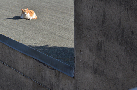 A cat also sits on a roof and basks in the sunの写真素材
