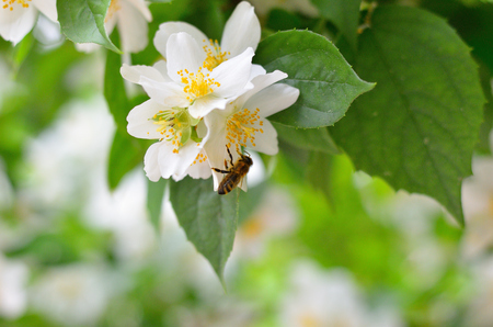 Bee collects pollen on white flowerの写真素材