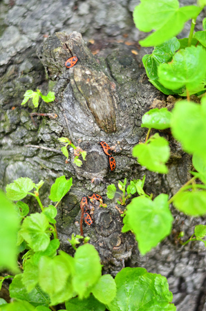 A collection of fire bugs cavorting on a tree trunk
