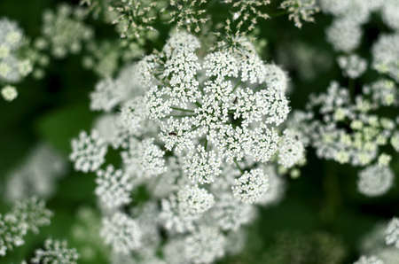 Meadow hogweed flower with two ants photographed from aboveの写真素材