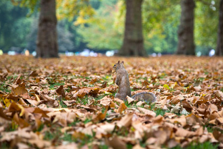 Squirrel