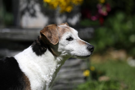 Cute dog