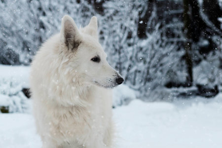 White Dog in the Snowの写真素材
