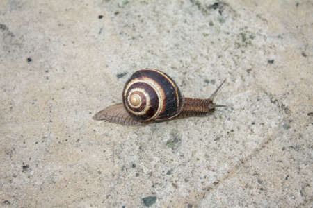 Snail crawling along the road