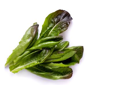 Fresh green lettuce leaves isolated on a white background Copy spaceの写真素材