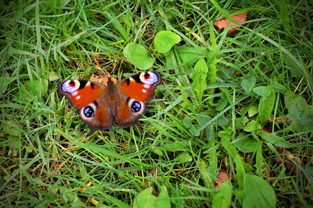 Beautiful Agalisio butterfly sits on the green grass. Sunny day.の写真素材