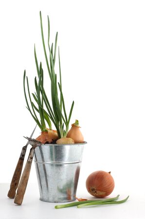 Bunch of fresh green onions isolated on a white background.の写真素材