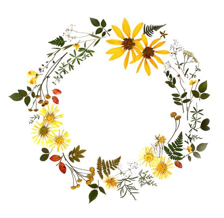 Dry plants herbarium. Circle pattern on a white background with flowers and leaves. Place for textの写真素材