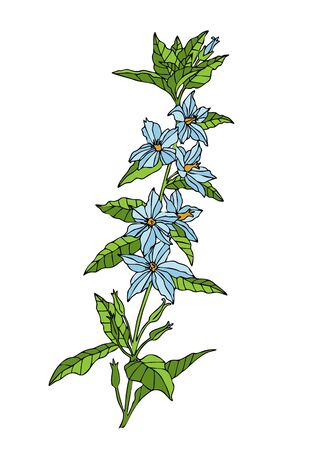 wild flower. Hand drawn herbal flowers isolated on white background. vector illustration. Outline style. Blue flowers, green stem.のイラスト素材