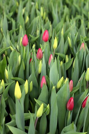 Tulips grow in a greenhouse. Agribusiness greenhouse seedling spring. Gardening season. Floral background. Spring season. Red and yellow Tulips.の写真素材