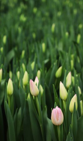 Tulips grow in a greenhouse. Agribusiness greenhouse seedling spring. Gardening season. Floral background. Spring season. Red Tulips.の写真素材
