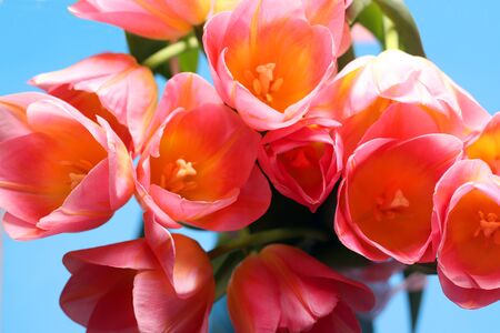 Colorful bouquet of pink tulips on a blue background. Holiday celebration. Mother's day, Easter, international women's day, anniversary. Banner, greeting card.の写真素材