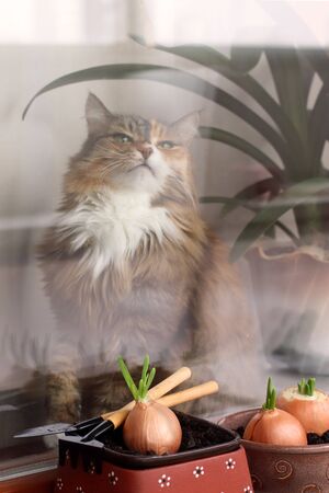Young onion seedlings growing in a pot on a windowsill. Gardening concept. windowsill garden. The cat is sitting outside the window.の写真素材