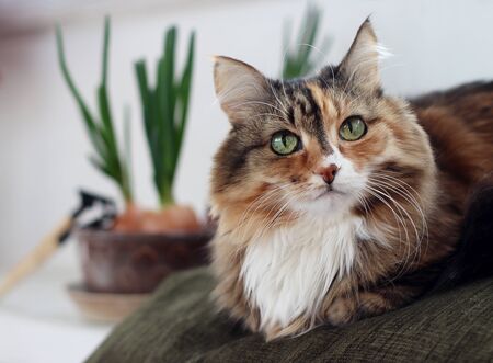 Beautiful old domestic cat with green, smart eyes. Three-color cat's hair: white, red and blackの写真素材