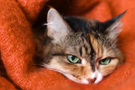 A beautiful domestic cat under a warm orange wool blanket. The red cat has beautiful green eyes, attentive gaze. Cat is Nappingの写真素材