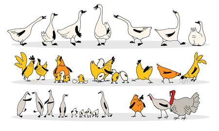 Poultry yard. A fun set of vector drawings. Chickens, roosters, chickens, geese, ducks, turkeys in cartoon style.のイラスト素材