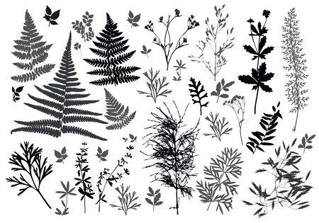 Set of silhouettes of botanical elements. Branches with leaves, herbs, wild plants, trees. Garden and forest collection of leaves and grass. Vector illustration on white background - Vector Graphicsのイラスト素材