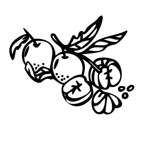 Mandarin citrus branch with leaves. vector illustration. Outline style. Line art. Great for menu, poster or label. Line art.のイラスト素材