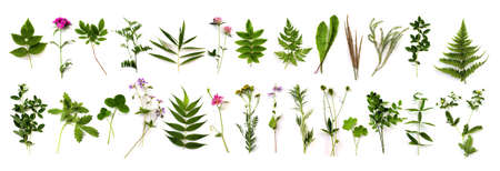 herbarium of various plants on a white background. Freshly cut plants. Botanical collection. Forest flowers, herbs, berriesの写真素材