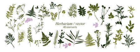 Set of silhouettes of botanical elements. Herbarium. Branches with leaves, herbs, wild plants, trees. Garden and forest collection of leaves and grass. Vector illustration on white backgroundのイラスト素材