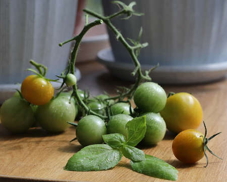 A branch of green, not ripe cherry tomatoes is lying on the table. Tomatoes grow in a pot on the balconyの写真素材