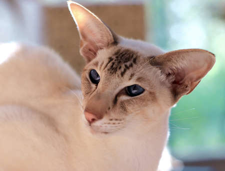 Oriental shorthair cat. Cat blue eyes. Close-upの写真素材
