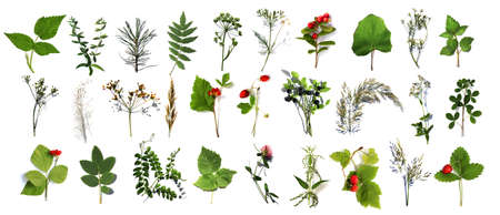 herbarium of various plants on a white background. Freshly cut plants. Botanical collection. Forest flowers, herbs, berriesの写真素材
