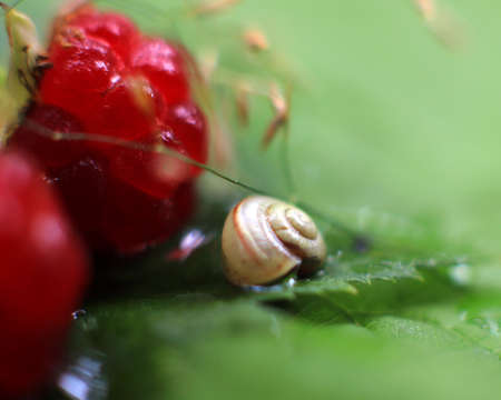 Natural summer background. Close-up of a small snail on a plant leaf in raindrops, Macro-mollusk, nature, insect, raspberry berries. Soft focus.の写真素材