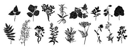 Set of silhouettes of botanical elements. Herbarium. Branches with leaves, herbs, berries, wild plants. Garden and forest collection of leaves and herbs.のイラスト素材